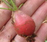1st radishes