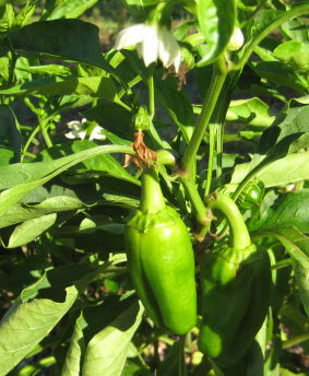 Green pepper plant survived with help