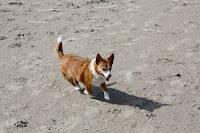 Foofur on the beach
