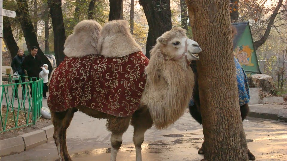 Yedigin, içtigin senin olsun. Elmanın atası