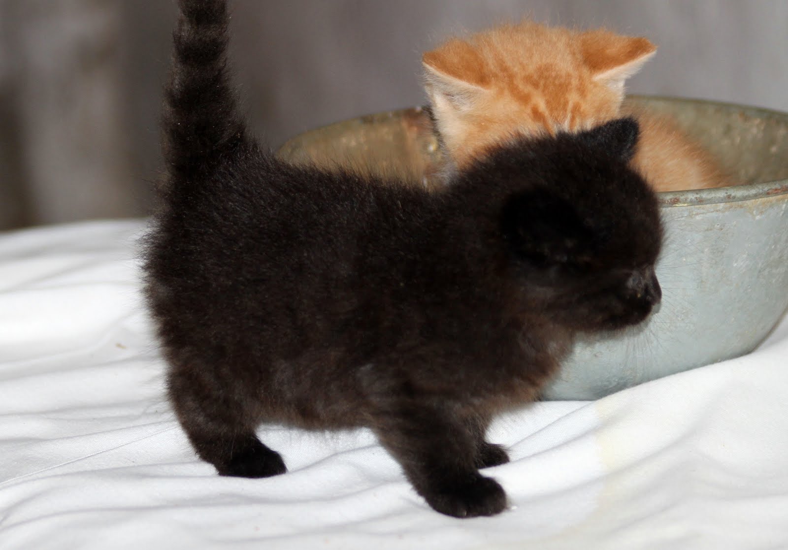 Free Kittens Silicon Valley Animal Shelter Offers Free Kitten Rentals