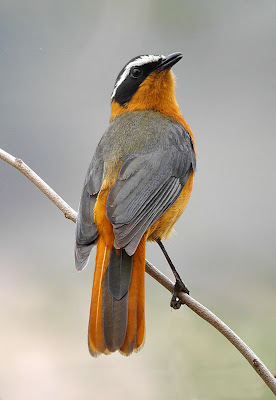 Steve Blain presents