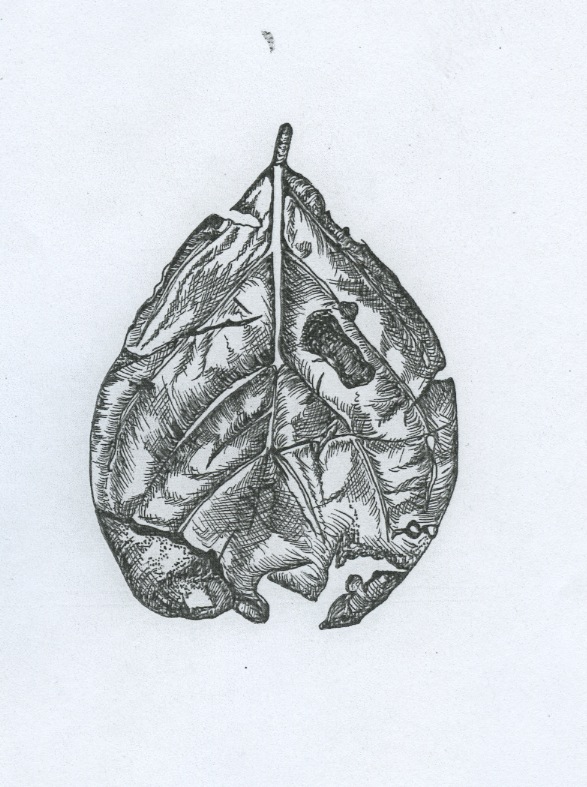 Design Practice Year 1: More What is a Line? drawings