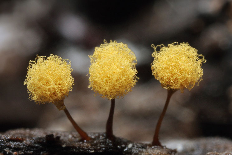 Shahbir U0026 39 S Artwork And Other Things Unit 6 Slime Mold