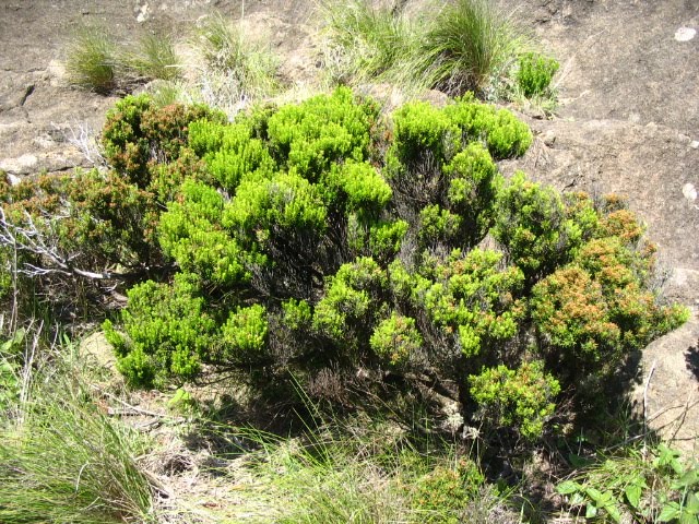 [Blogjardim+045.jpg]