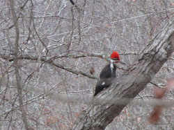 shot stripes woodpecker pileated probably
