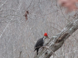 woodpecker pileated feathers blazing chest face down