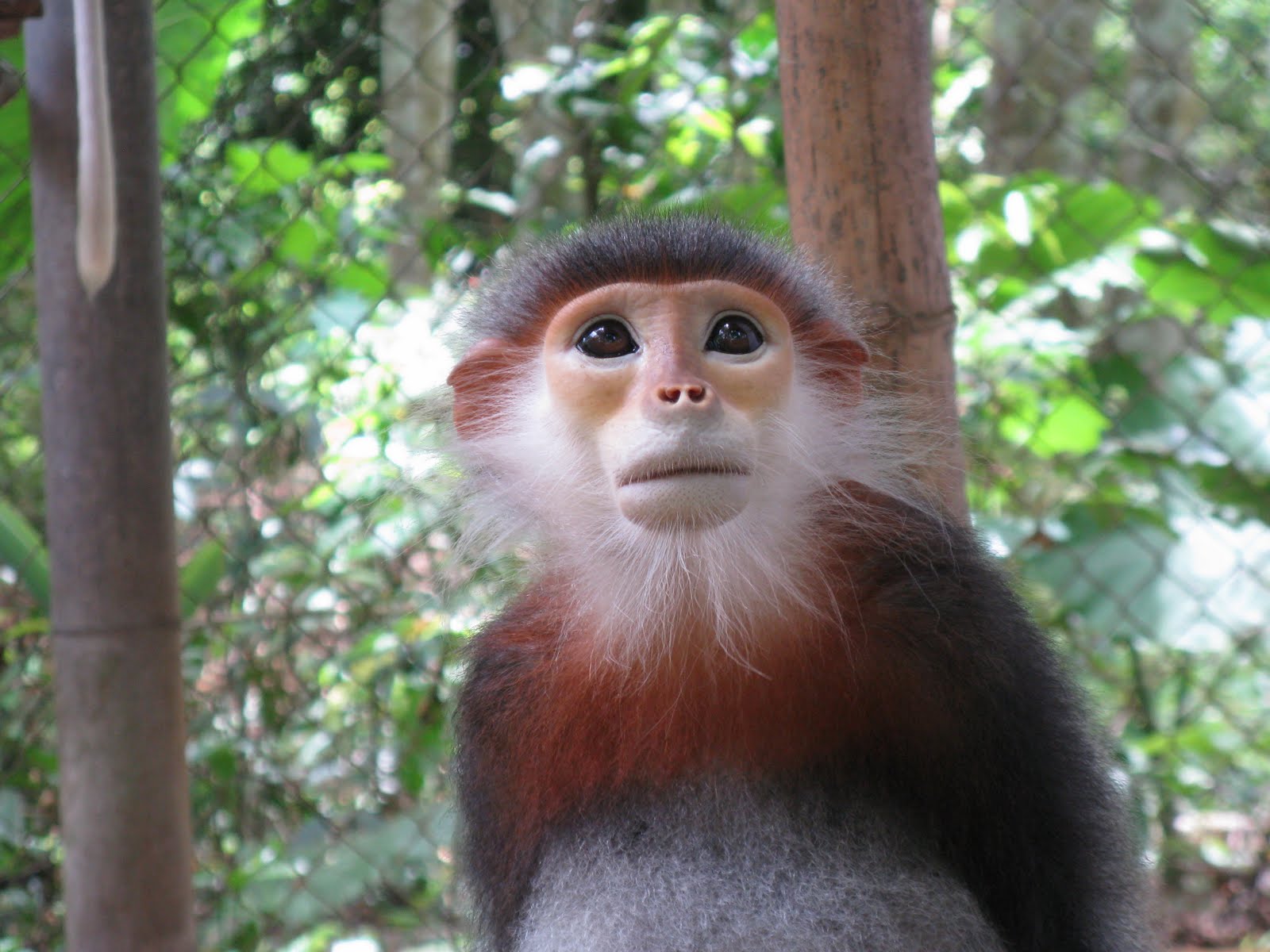 E3B Summer 2010 Vietnamese Monkeys