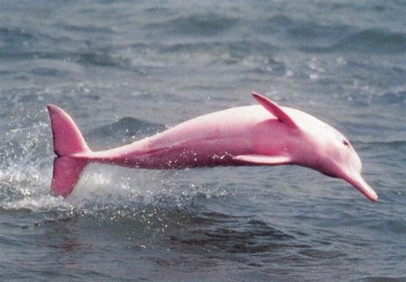 [pink+dolphin.jpg]