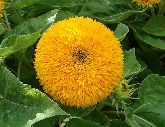 [800px-Helianthus_annuus_kwiatostan_odmiany_pelnej.JPG]