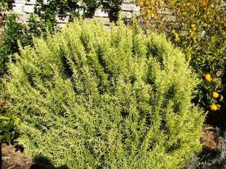 Florez Nursery: Golden Rosemary
