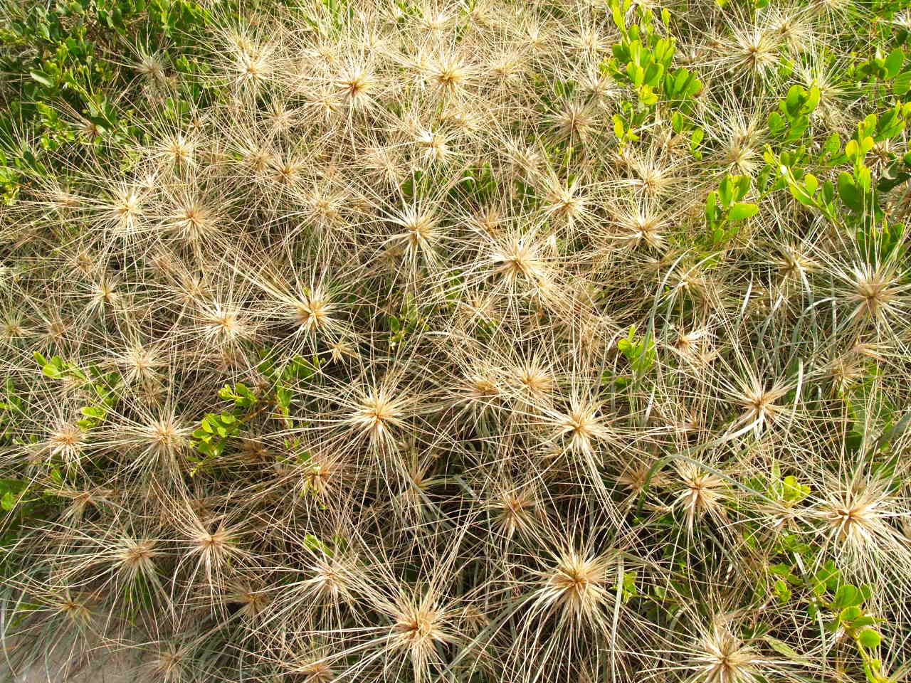 Спинифекс растение австралии