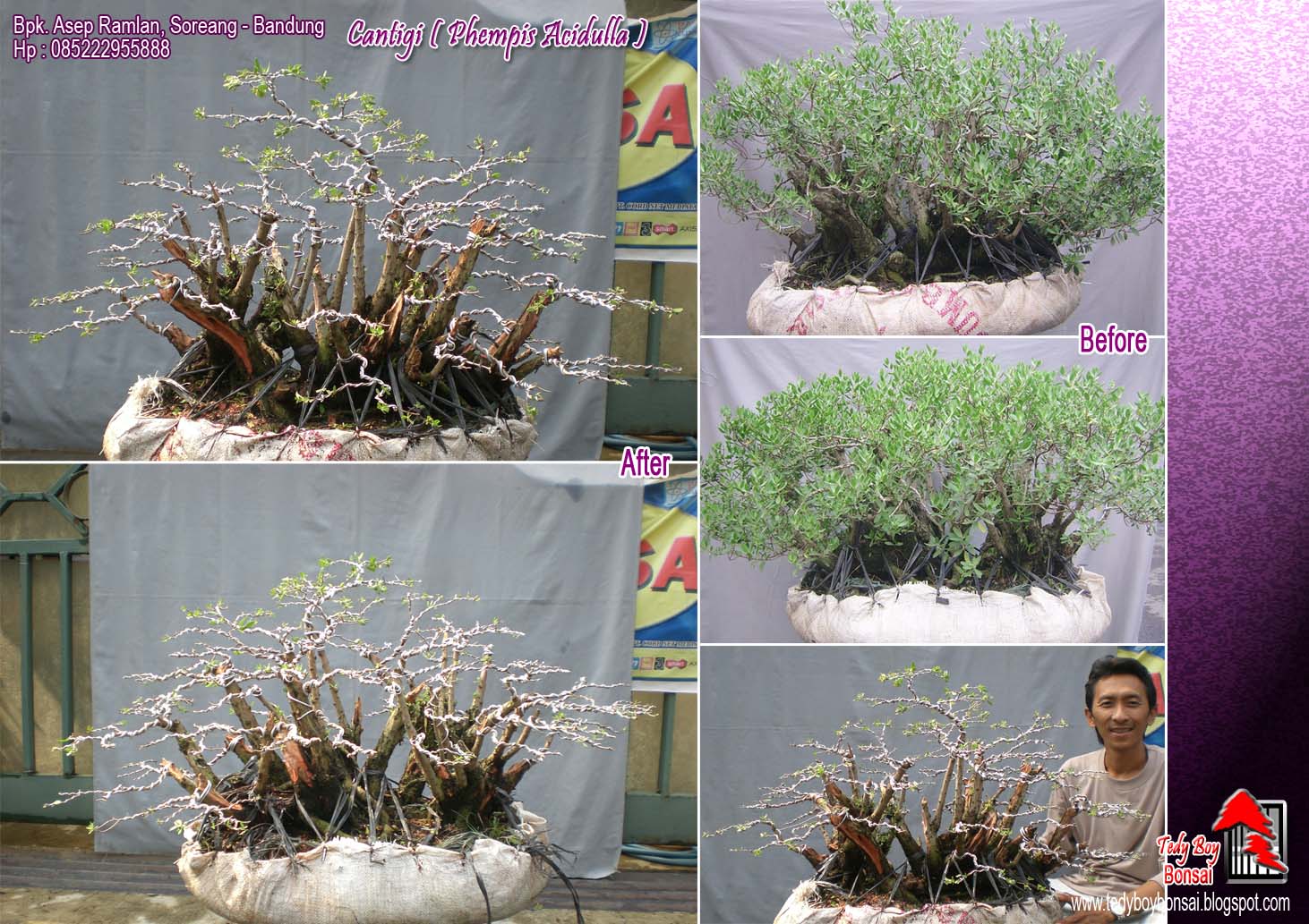 Bonsai Tedy Boy Bonsai Bali INDONESIA europe usa america european JAPAN