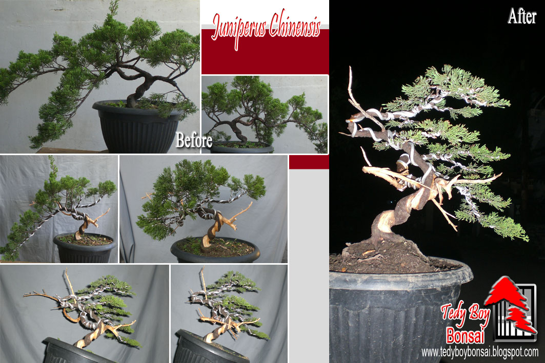 Bonsai Tedy Boy Bonsai Bali INDONESIA europe usa america european JAPAN