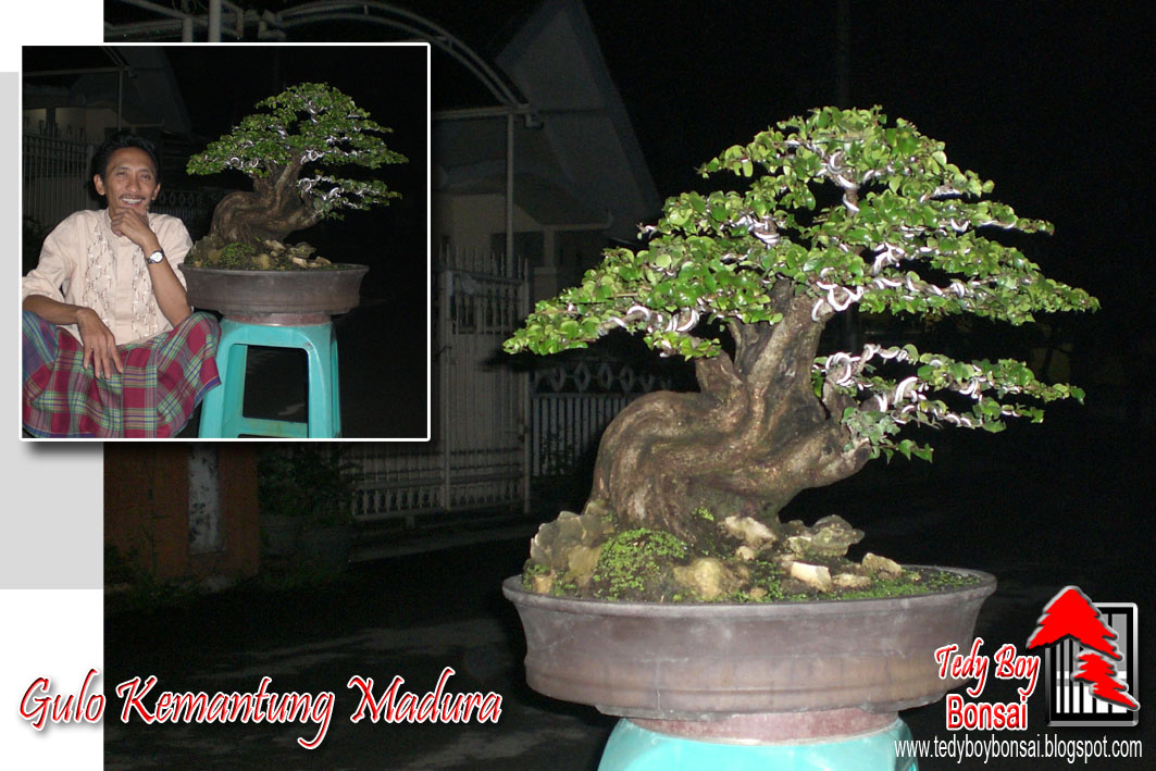 Bonsai Tedy Boy Bonsai Bali INDONESIA europe usa america european JAPAN