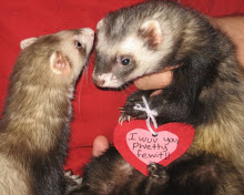 ♥ Valentine Ferrets ♥