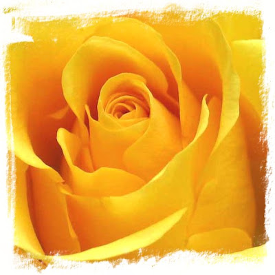Yellow Roses Pictures.