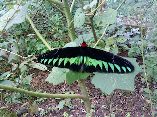 dunia sementara: Tengok haiwan di Zoo