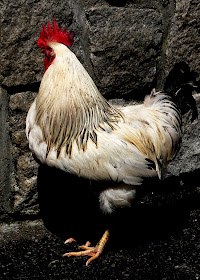 Creative Wallpapers: Peticiones especiales: 22 fotografías de gallos o