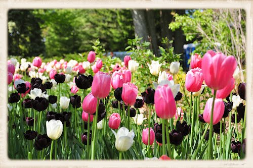 Festival canadiense de los tulipanes en Ottawa (37 fotos)