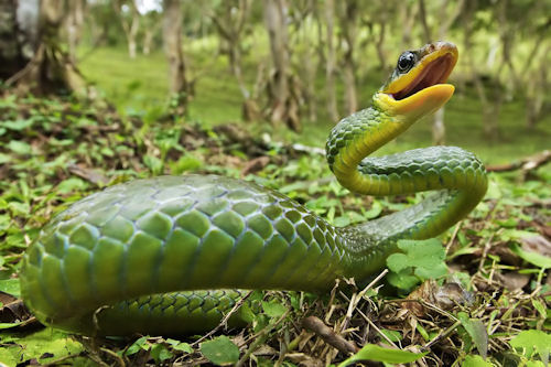 La serpiente verde (The green snake)