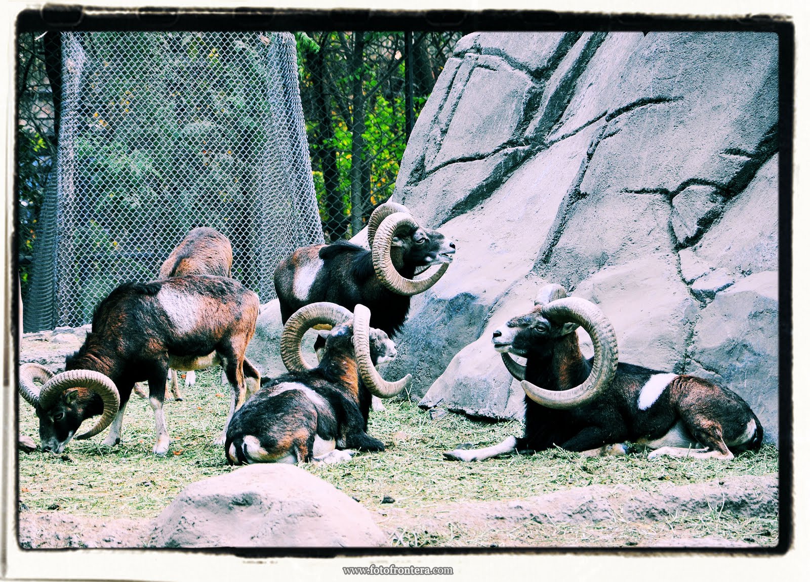 Animales del Bosque de Chapultepec: Borregos Cimarrones