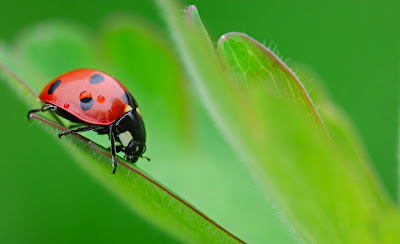 Fotografías de insectos como Arañas, Abejas, Moscas, Catarinas, y Gusanos