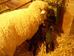 First Lambs 2010