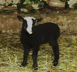 Shetland Ewe Lamb
