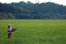 Kiamba Rice Field