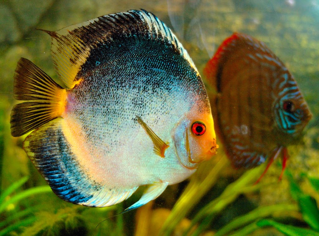 Jane's Blog: Breeding Discus Fish