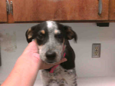 border collie queensland mix