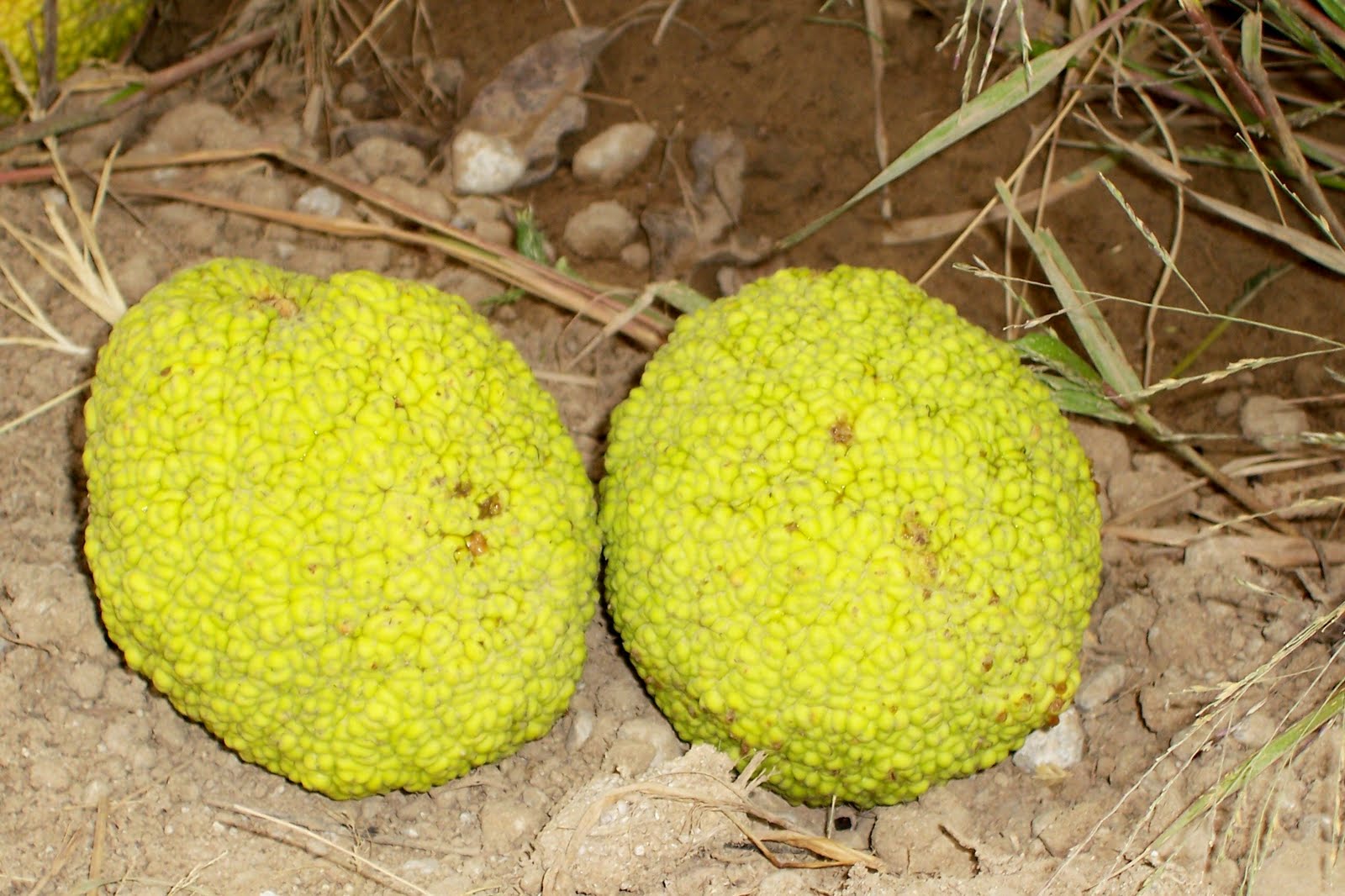 Thoughts From The Porch Swing: The Hedge Apples are falling..