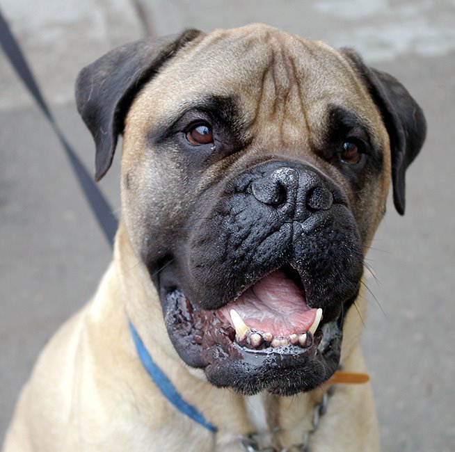 [sobeys_boxer_I_colour.jpg]