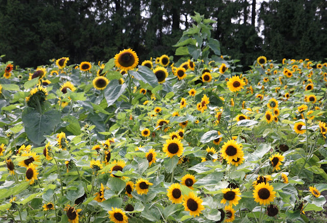 solrosor solros självplock sommarblommor trädgård inspiration