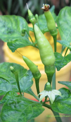 organic chilies stages of maturation