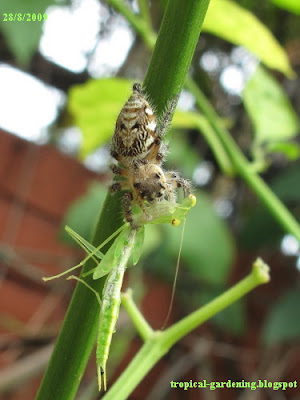 spider eating mantis in Malaysia