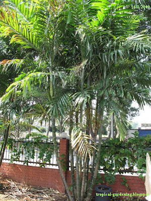 Palm tree Ptychosperma macarthurii