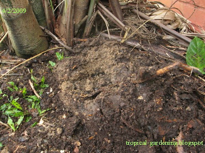 organic compost malaysia clay compacted