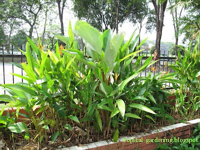heliconia birds of paradise malaysia