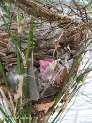 bird's nest in bamboo with plastic