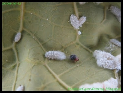 papaya mealy bug malaysia