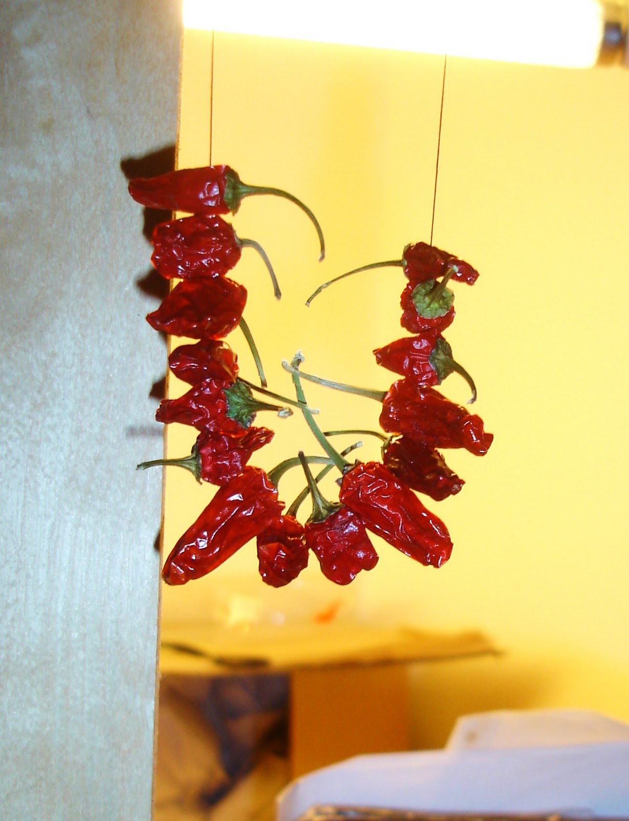ray's chili blog 2010: Chili Ristras :)