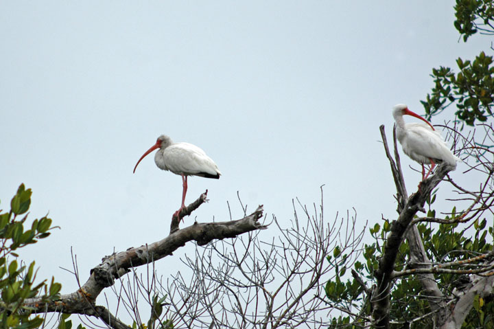 [017-Ibis-DDWR-1-31-10-edt.jpg]