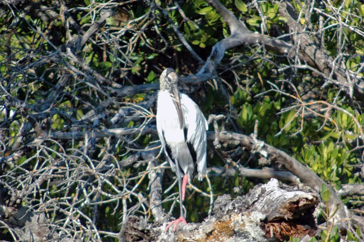 [046-Woodstork-DDWR-2-3-10-e.jpg]