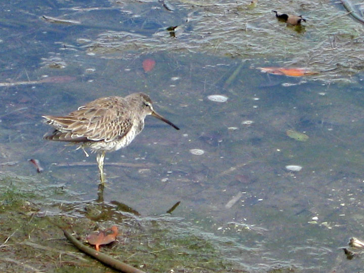 [035-Dowitcher-DDWR-TP-2-11-.jpg]