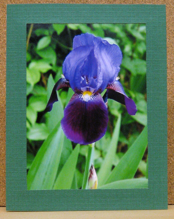[Iris-Card-Series--09-09-003.jpg]