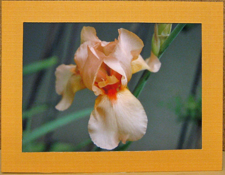 [Iris--Card-Series--09-09-00.jpg]