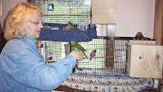 Me with Jewel, a tame Splendid Hen