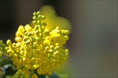 Mahonia aquifolium